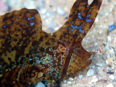 Crested Weedfish photo 3