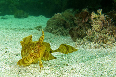 Cristiceps aurantiacus