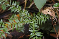 Araucaria bidwillii