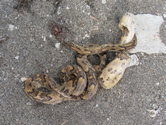 Trimorphodon biscutatus