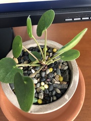 Pilea peperomioides