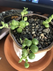 Curio rowleyanus
