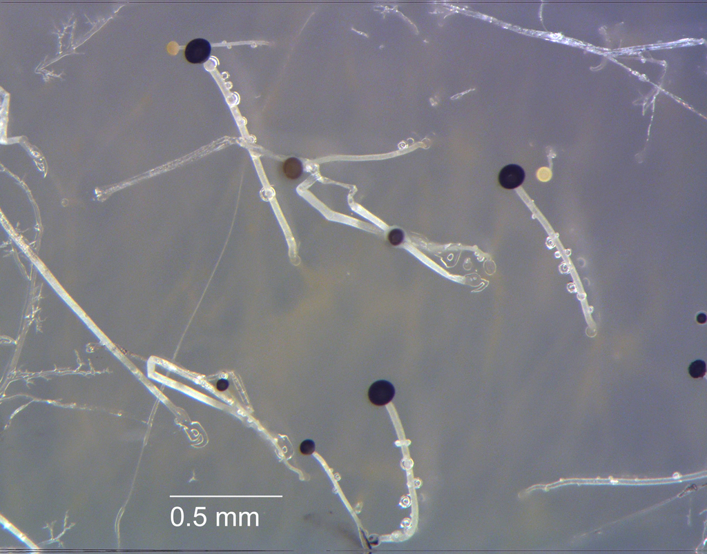Pilaira anomala