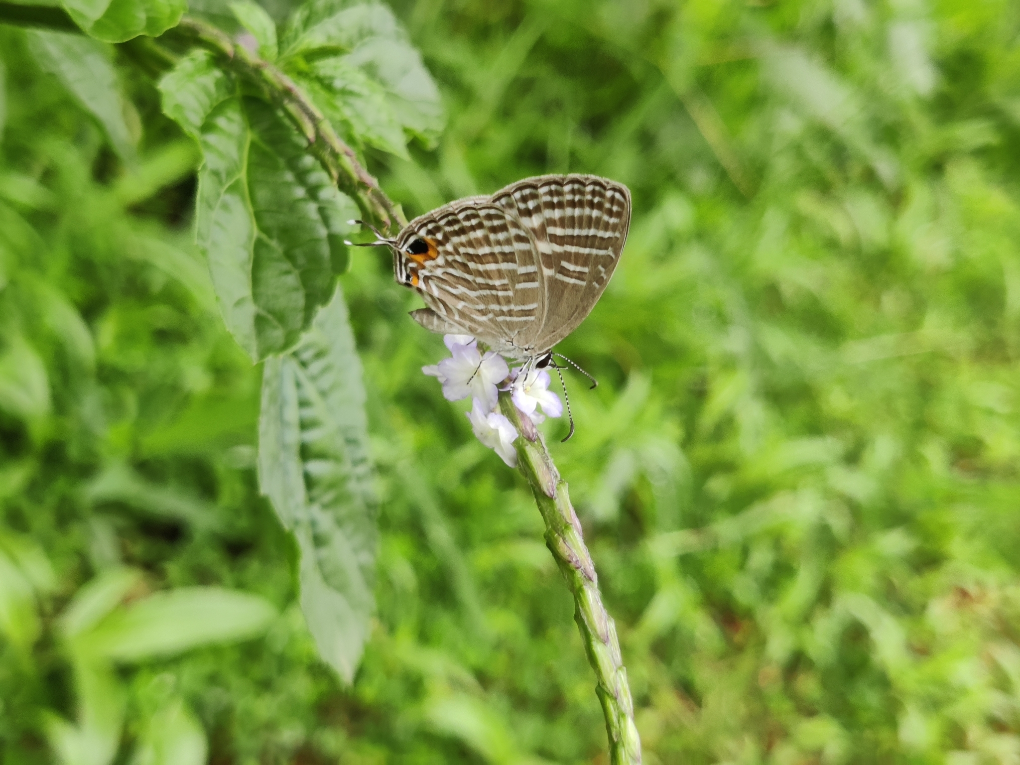 Common Cerulean