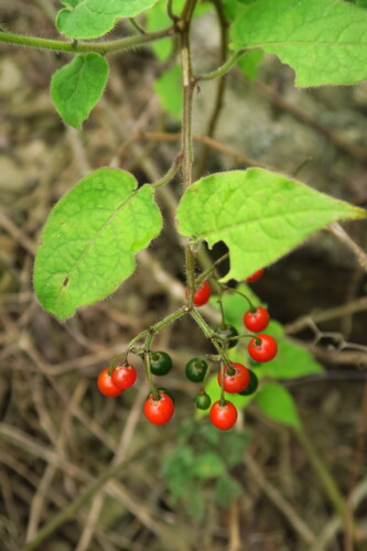 lyreleaf nightshade