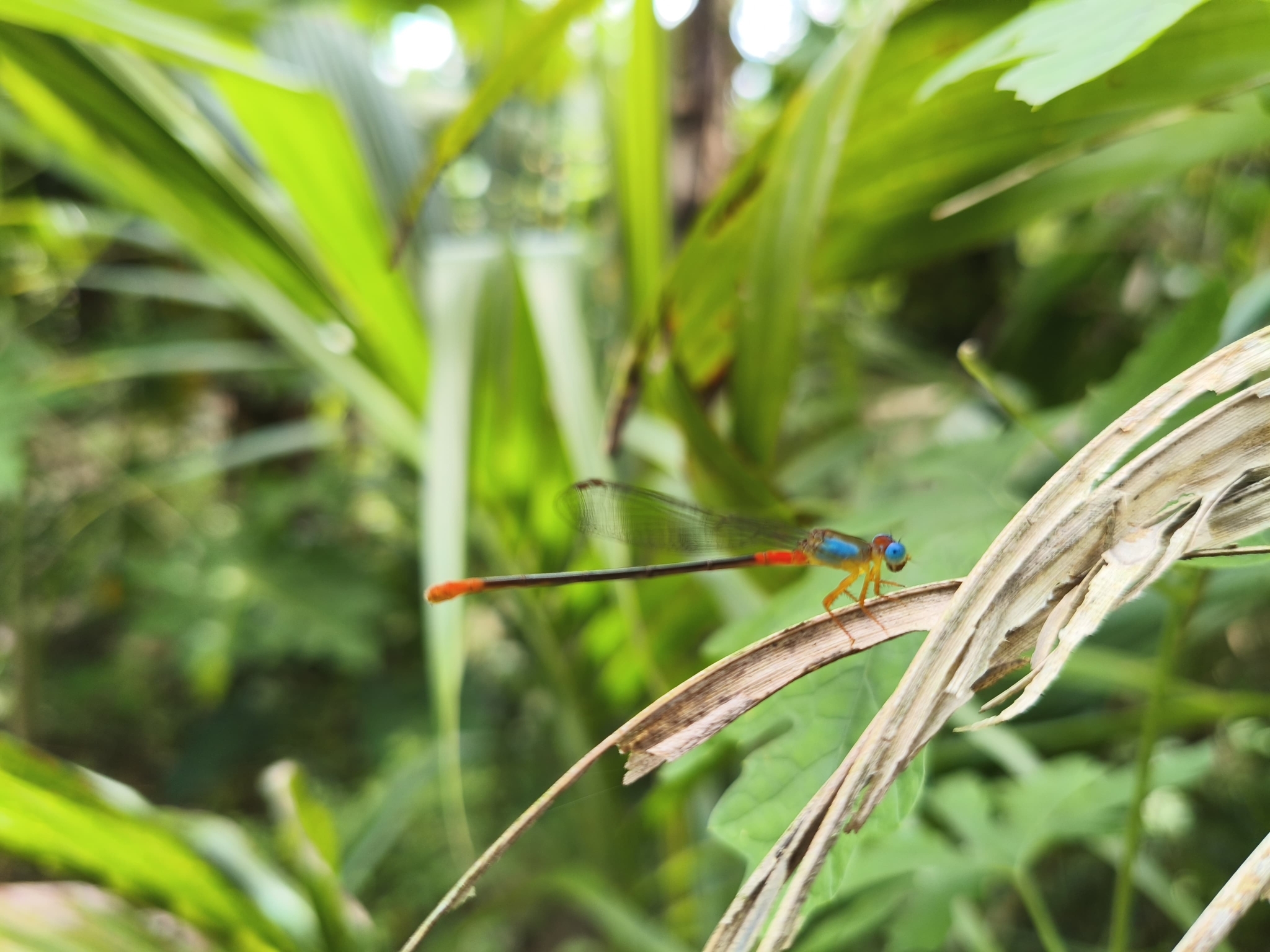 Orange-Tailed Marsh Dart
