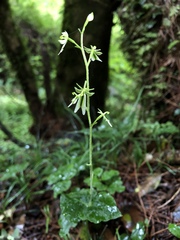 Neottia piluchiensis