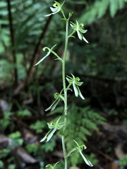 Neottia piluchiensis
