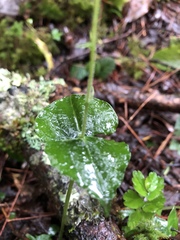 Neottia piluchiensis