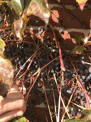 Parthenocissus tricuspidata