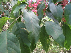 Euonymus hamiltonianus