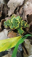 Crocodia