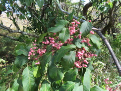 Euonymus hamiltonianus