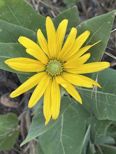 Hall's Wyethia (Agnorhiza elata)