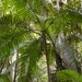 Piccabeen Palm - Photo (c) Annabelle, some rights reserved (CC BY-NC), uploaded by Annabelle