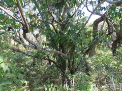 Euonymus hamiltonianus