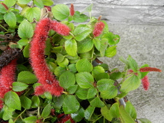 Acalypha pendula