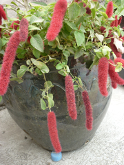 Acalypha pendula