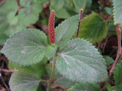 Acalypha pendula