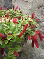 Acalypha pendula