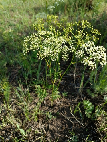 Pimpinella thellungiana iNat (3)