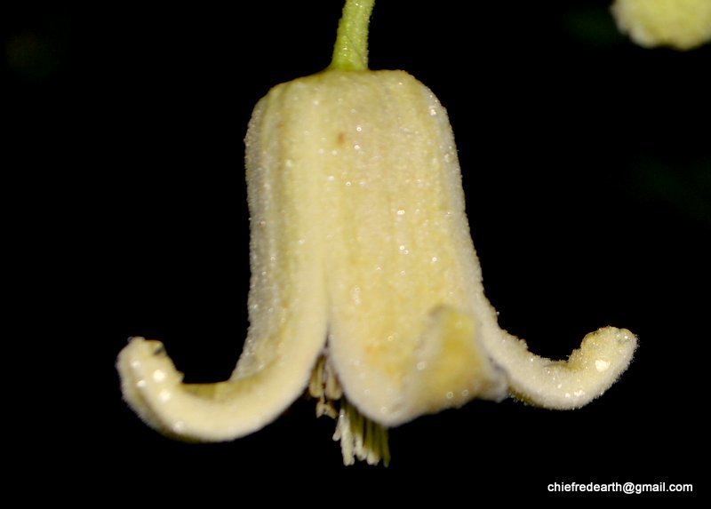 Clematis buchananiana (Clematis buchananiana)