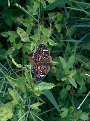 Phyciodes phaon phaon