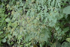 Rhodosciadium diffusum