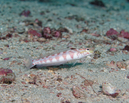 Redspotted grubfish (Parapercis schauinslandii) — Pinguipedidae — 5
