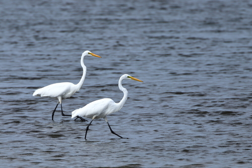 Great Egret photographed in Connecticut