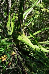 Furcraea guatemalensis