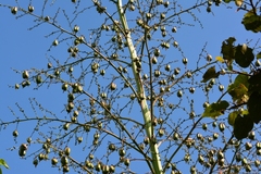 Furcraea guatemalensis