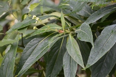 Desmanthodium perfoliatum