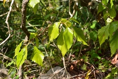 Pittocaulon velatum