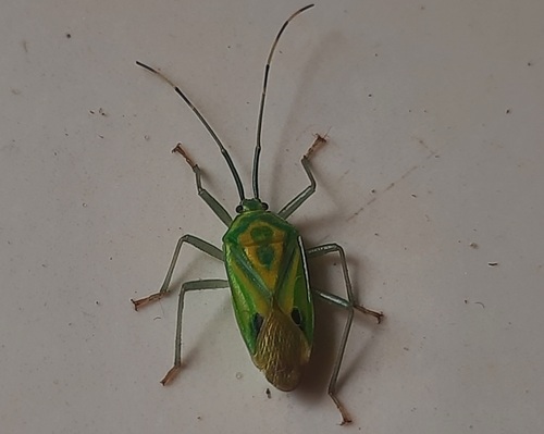 Urolabida histrionica