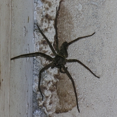 Heteropoda venatoria