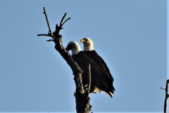 Haliaeetus leucocephalus leucocephalus