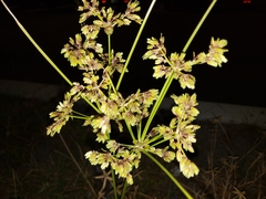 Cyperus virens