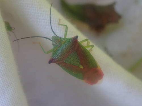Hawthorn Shield Bug photo 5