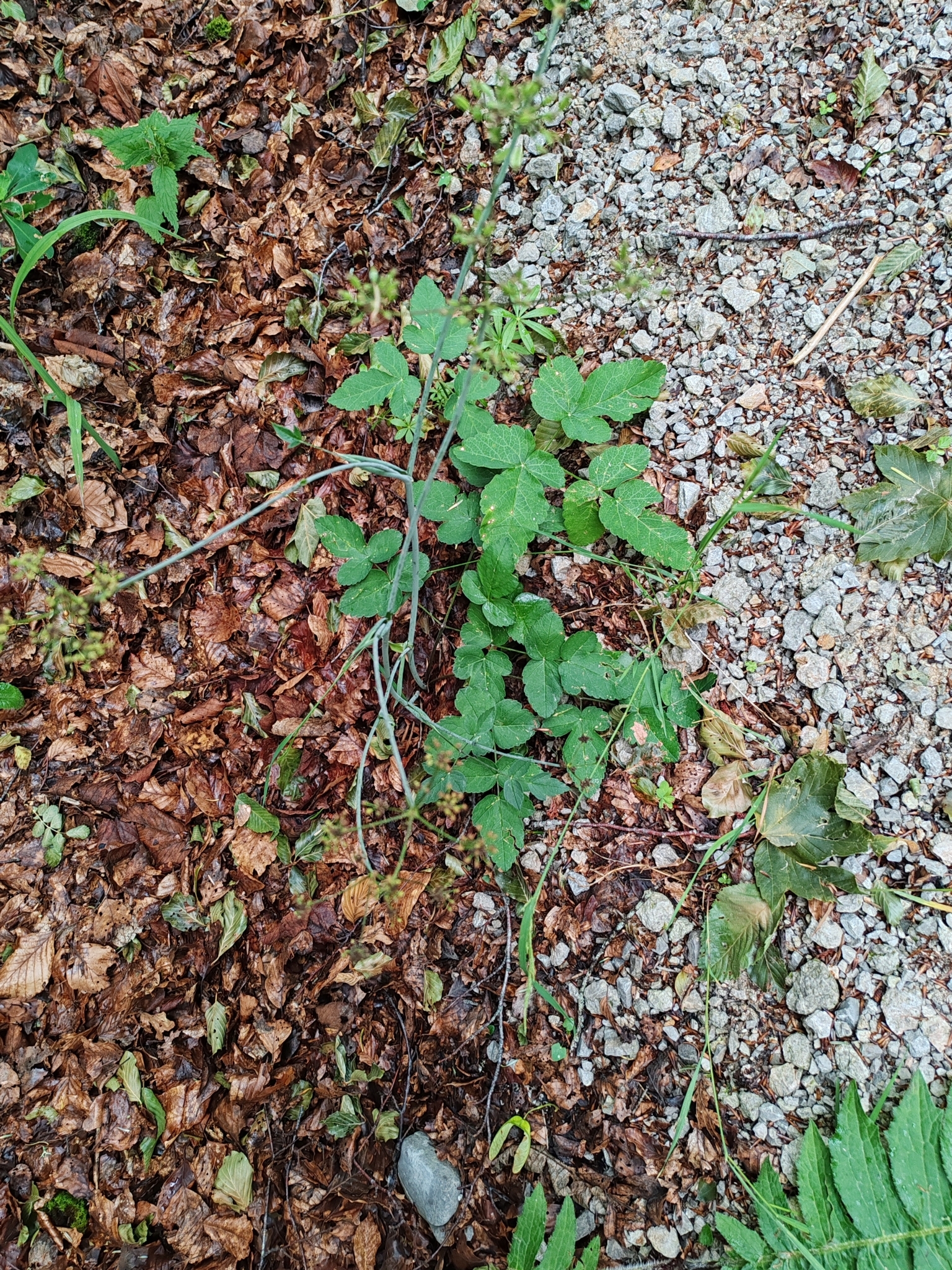 Krapf's Laserwort (Laserpitium krapfii)
