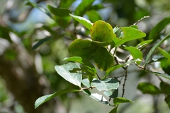 Semialarium mexicanum