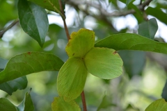Semialarium mexicanum