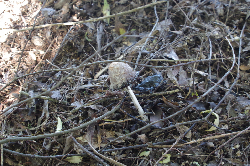 Coprinus comatus · April 2025 · photo: © edwilson (iNaturalist, cc-by)