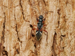 Daerlac cephalotes