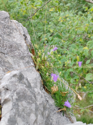 Campanula justiniana, photograph 1
