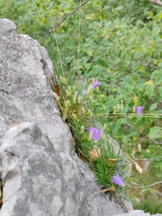 Campanula justiniana