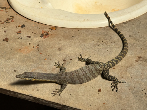 Kimberley Rock Monitor