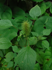 Acalypha alopecuroidea