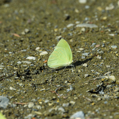 Aphrissa statira statira