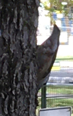 Sitta carolinensis